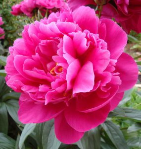 Garden_Peony.jpg