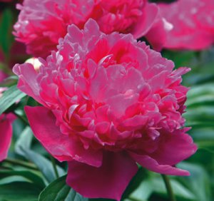 Peony_Karl_Rosenfeld.jpg