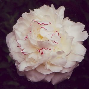 Peony_Marie_Lemoine.jpg