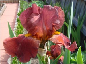 bearded iris.2.JPG