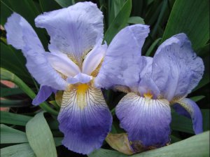 bearded iris.3.JPG