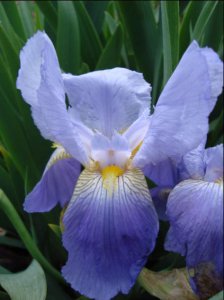 bearded iris.4.JPG