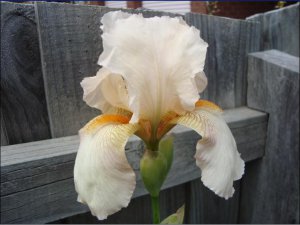 bearded iris.6.JPG