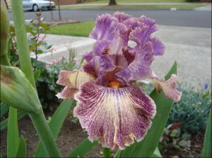 bearded iris.7.JPG