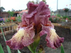 bearded iris.14.JPG