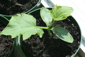 130427_b_IMG_5593_Cucumber Seedling.jpg