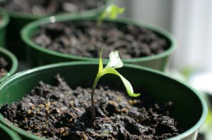 130427_b_IMG_5595_Pepper Seedling.jpg