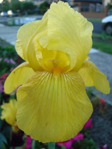 color 10 - a - Langport Sun (intermediate bearded iris).JPG
