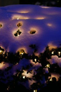 tree-lights.jpg