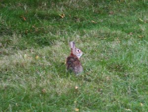 130915_b_IMG_3790_rabbit_backyard.jpg