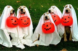 4-halloween-dogs.jpg