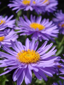 Aster Alpinus.jpg