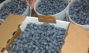 25磅蓝莓.png