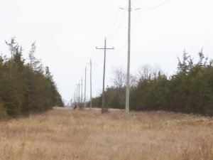 Pic 3-grid hydroline (8.32 kV) crossing over the land.JPG