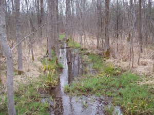 creek along the front border 3.JPG