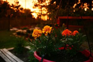 2016_06_04_b_IMG_6150_Backyard Sunset.jpg