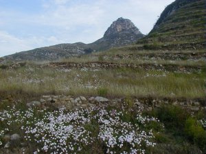 漫山遍野的野菊花.JPG