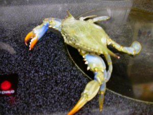 涂了指甲油的blue crab.JPG