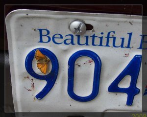 car plate 2.jpg