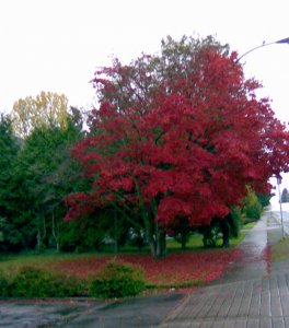 红树旺.jpg
