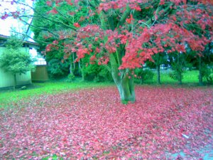 红树叶.jpg