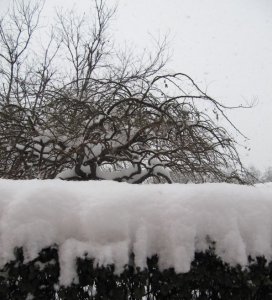 2010年第一场雪5.jpg