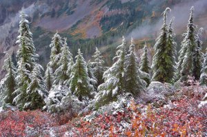 Gekelberi and Hemlock, Wash.. By Dennis Frates.jpg