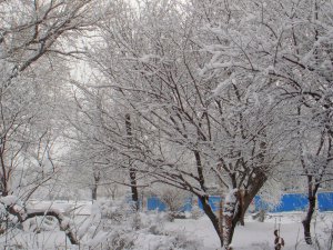 沈阳雪.JPG