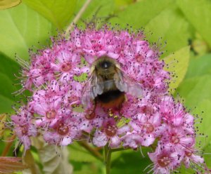 Spiraea_Japonica.jpg