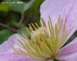 CLEMATIS_2.2.jpg