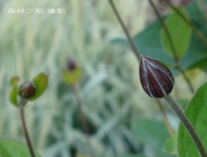 Clematis_Arabella_33.jpg