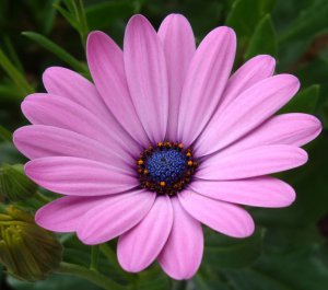 Osteospermum_2.jpg