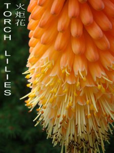 Torch_Lilies.jpg