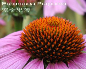 Echinacea_purpurea.jpg