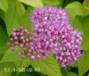 Spiraea_Japonica_1.jpg