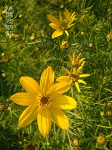 Threadleaf_Coreopsis.jpg