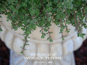 WOOLY_THYME.jpg