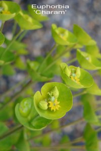 Euphorbia 'Charam'.jpg