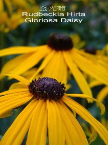 Gloriosa_Daisy.jpg