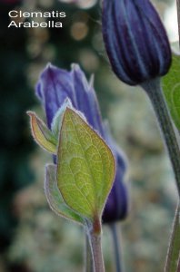 Clematis_Arabella_5.jpg