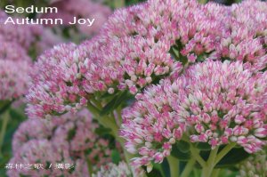 Sedum 'Autumn Joy .jpg