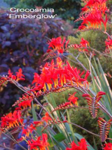 Crocosmia_'Emberglow'_9.jpg