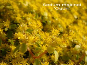 Sedum_makino_ 'Ogon'.jpg