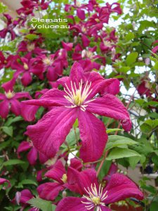 Clematis Voluceau.jpg