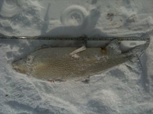 26 in. whitefish.jpg