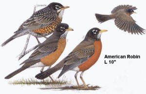 birds-Robin-American.jpg