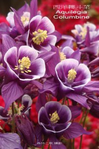 Aquilegia Columbine.jpg