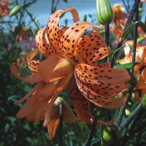 Lilium_Tiger_Lily-01.jpg