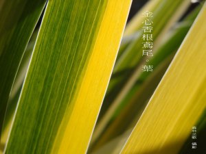 iris leaves.jpg