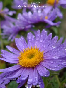 Aster alpinus .jpg